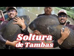 SOLTURA DE TAMBAS GIGANTES NO RECANTO DA PIRARARA - Fishingtur na TV 1071