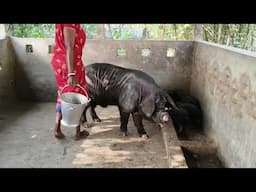pig form location Dehati beltola🐷🐖Sudhir hemrom 8906260370