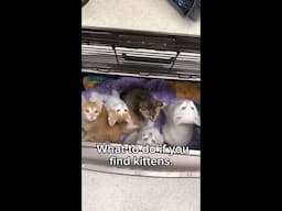 Find kittens? Here's what to do.