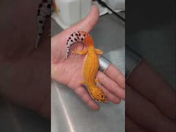 Pokemon Pets! 🦎🦕