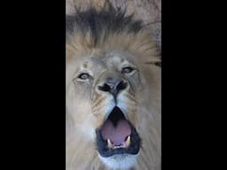 Roaring Nights Lineup Revealed Soon!