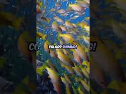 Five-lined Snapper: The Colorful Reef-Schooling Marvels 🐠💛