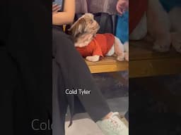 Shihtzu