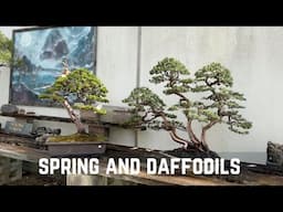 Spring and Daffodils