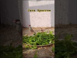 Java Sparrow #java #sparrow
