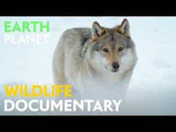 The Infinite Forest: Taiga - Wildlife documentary | Jungle Planet | Nature Animal Documentary
