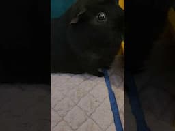 so many poops, so fast