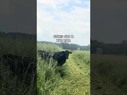 Cows Get a Bad Rap . . . Cows and Climate Change #grazing