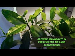 Growing Mangroves in Aquarium!