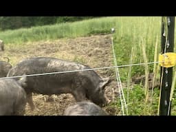 Moving Pastured Pigs to a New Paddock: The Love Fresh Forage