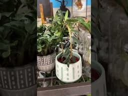 New Houseplant Boxes! Who doesn’t love a good plant shipment!