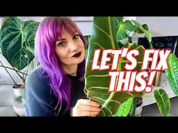 How I Saved a Dying Alocasia From Home Depot 🪴😣