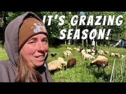 Happy Sheep, More Babies & New Goats | Farm Life VLOG