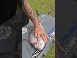 Quick Snapper Filleting Session #shorts #catchandcook #seafood #gatherer #fishing