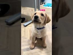 Stay for 30 seconds of rescue puppies!