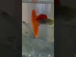 guppy fish red lace