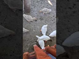 DUCKS & GEESE DINING TOGETHER