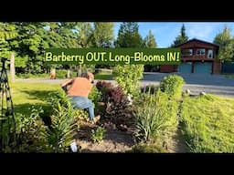 Ditching Barberry Shrubs? Try These Long-Blooming, Low Maintenance Perennials Instead!