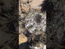 Pest infested Copiapoa Atacamensis in Chile