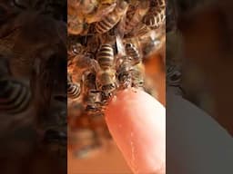 Gentle Bees: Direct Contact with Japanese Honeybees (Apis cerana japonica)