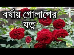 বর্ষায় গোলাপের যত্ন / Rose care in monsoon / roof gardening / 4K Video