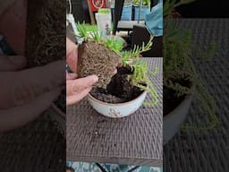 Planting Succulents, Let Your Imagination Run Wild || DHBG