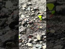 Just look at these hard working ants!