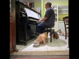 Practicing Bach With Our Dogs #piano #feurichpiano
