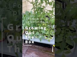 Bottom watering seedlings