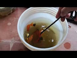Fue una aventuta cambiar el agua de la pecera - Gente Betta Venezuela Dorman