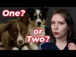 Double Trouble? The Hidden Risks of Raising Dogs Together | Littermate Syndrome