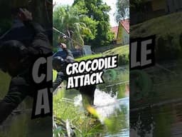 Crocodile Attack!