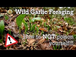 How to not be poisoned - Wild Garlic Foraging Dangers