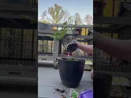 Herb and flower container! #gardening #containergardening