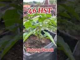 Tanam Cabe tanpa Semai di Polybag / how to plant chilies #caberawit #rawitkaliber #cabepolybag