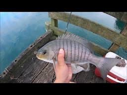 From Snapper to Parore (Morning Wharf Fishing)
