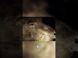 Wildlife Expert Assesses INJURED BEAR'S Fate