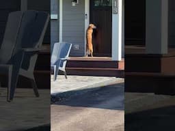 Baby cop dog opening doors… #k9 #cops #dog