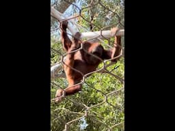 Orangutan Gymnastics