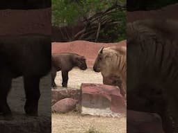 Sichuan takin calf debut