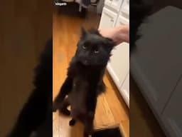 Cats going wild! 😼
