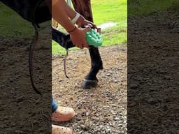 Changing Horses Shoes 🐎