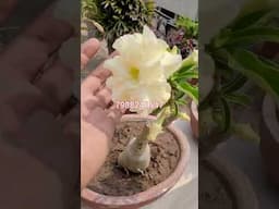 Best permanent heavy flowering plants on sale #shorts