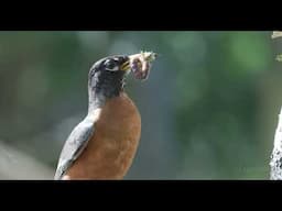 A VISIT TO A ROBIN'S  NEST