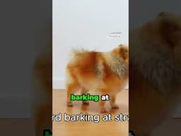 My Dog's Reactive Behavior Explained