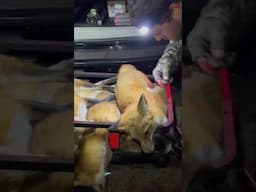 So many red fox predator hunting