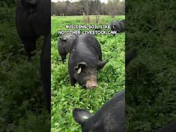 Pastured Pigs Are More Than Bacon . . .  #pasturedpigs