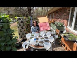 Up Potting Seedlings, Opening Winter Sowing Jugs & the Cutest GreenStalk Seed Tray! 🌸🌱
