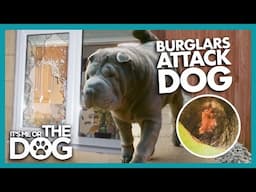 Brave Dog Fights Off Burglar in Shocking Home Invasion!