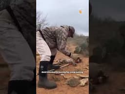 Ana4k Bobcat 4khirnya Di Tolong!💞 #shorts #animals